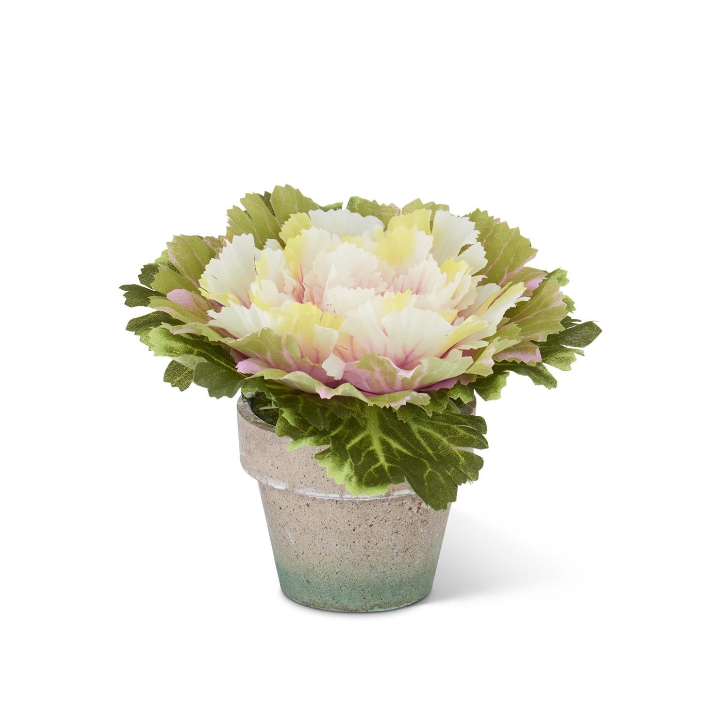Potted Cabbage