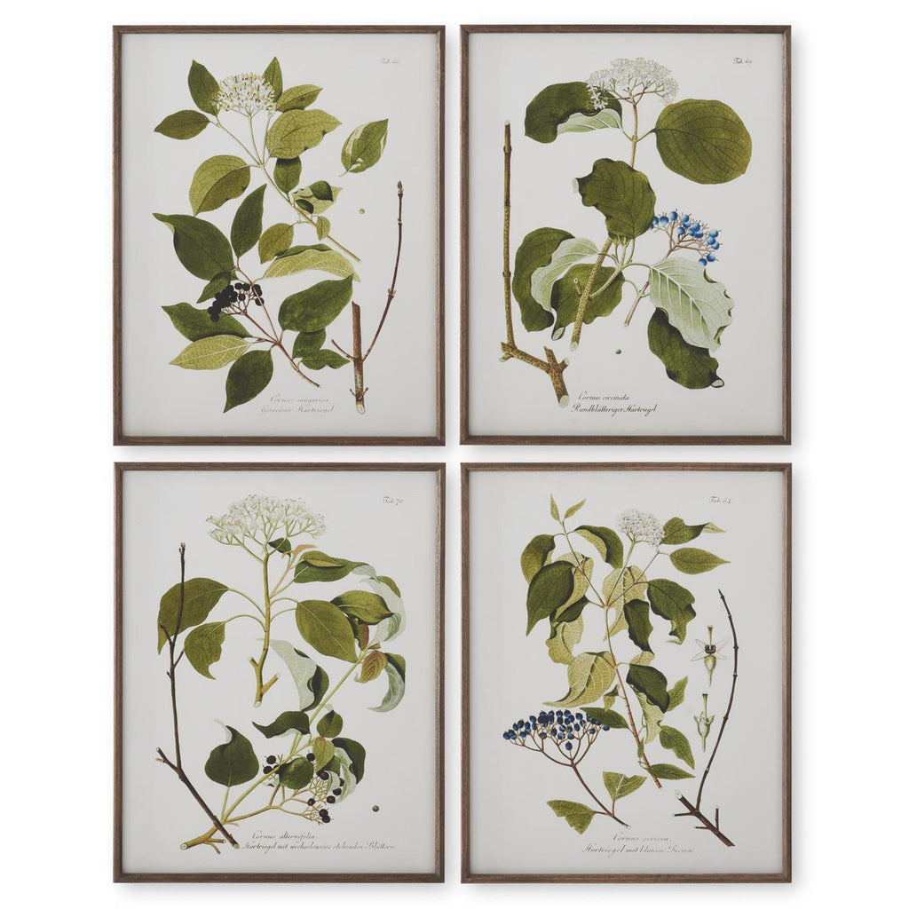 Framed Botanical Prints