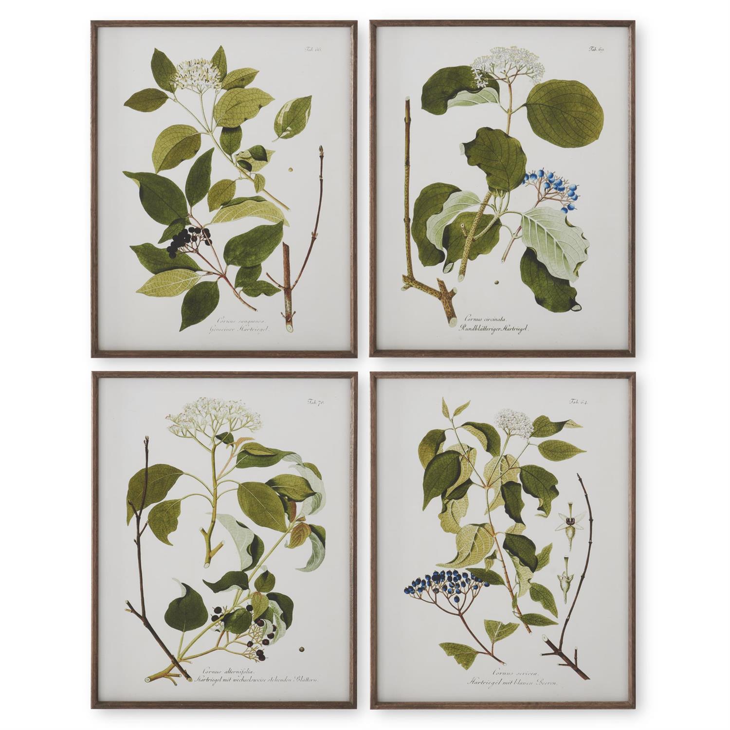 Framed Botanical Prints