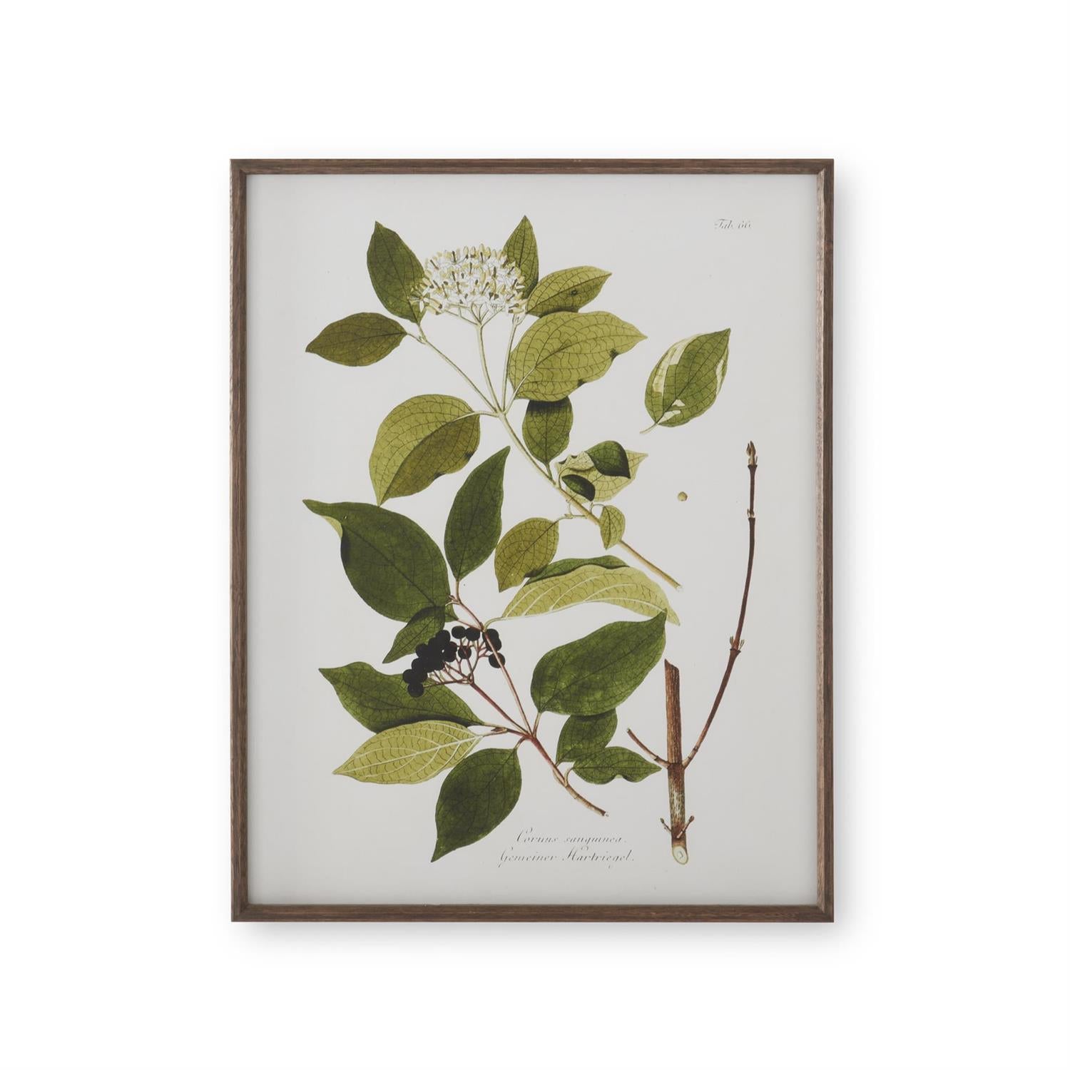 Framed Botanical Prints