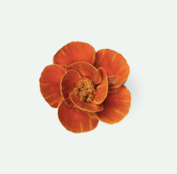 Burnt Orange Poppy