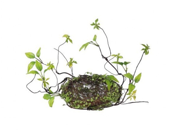 6" Babytears Nest W/Vine