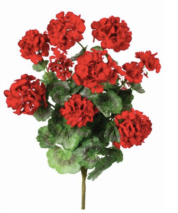 SUMMER GERANIUM PLANT X 9 24"