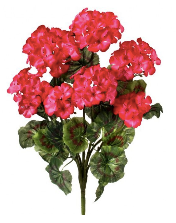 GERANIUM BUSH X 7 20"