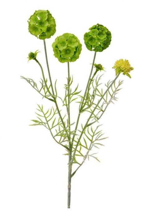 SCABIOSA POD SPRAY X4 +BUDS 24"