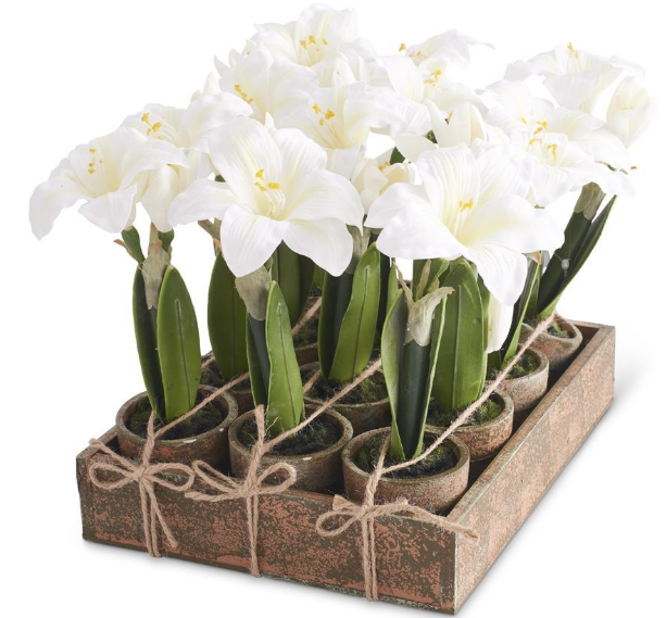 Potted Plant
