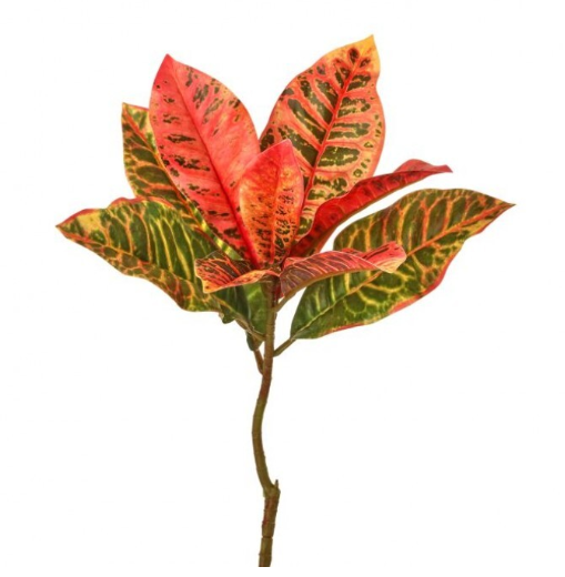 Croton Pick