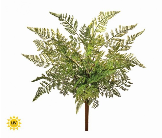 Fern Bush