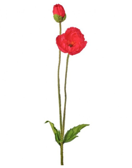 Summer Poppy