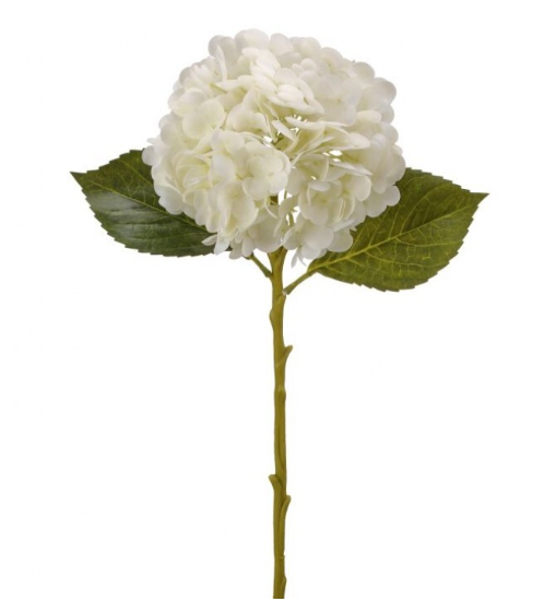 Hydrangea