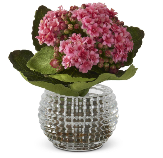 Pink Kalanchoe in Glass Vase