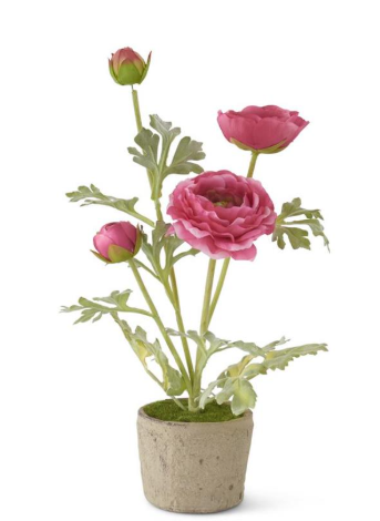 Pink Ranunculus in Clay Pot