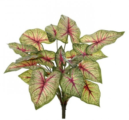 13" Nat Touch Caladium Plant