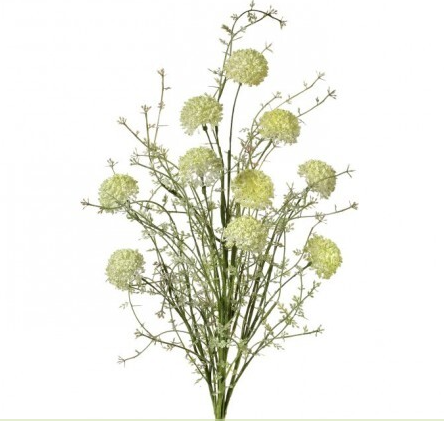 PL. Wild Allium Bush